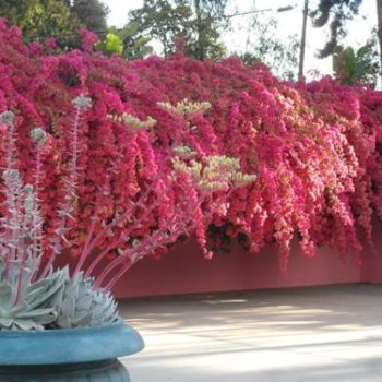 The Remarkable Bougainvillea at Robinson Gardens
