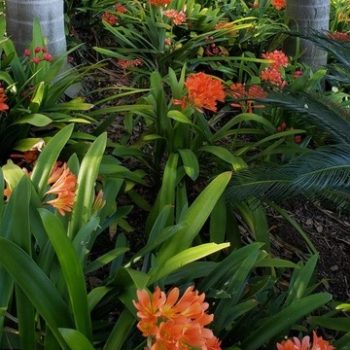 Clivia Bloom in the Palm Garden