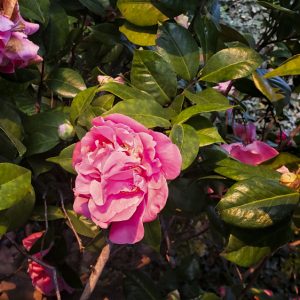 The Glorious Camellia Beckons the Sun to Rise